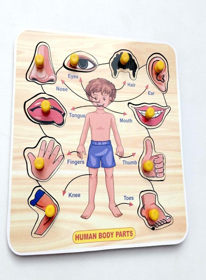 EL SMO Wooden Human Body Puzzles With Picture Educational Board For Kids Human Body Knob Early Educational Learning Wooden Puzzle Board For Kids Children Boys Girls (Small Body Parts) - Image 4